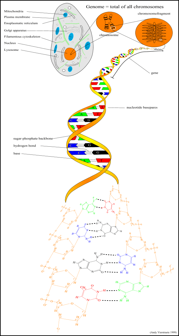 DNA in cell