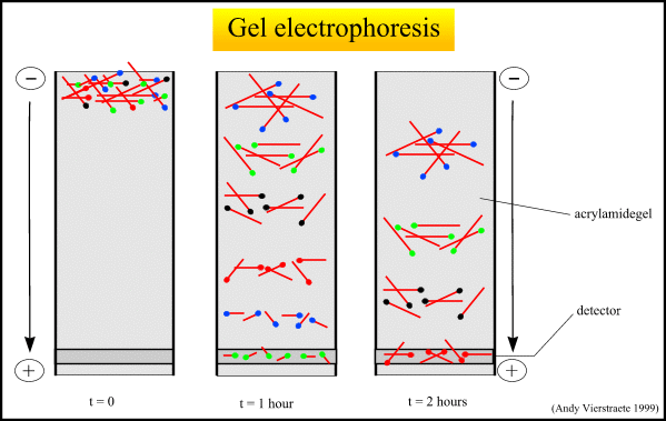 electrophoresis of the molecules
