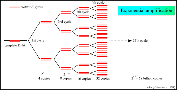 Pcr Denaturation