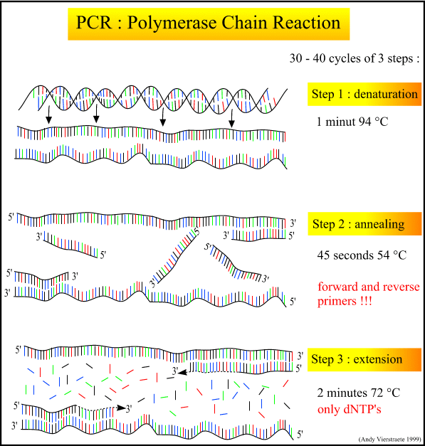 Pcr Reaction