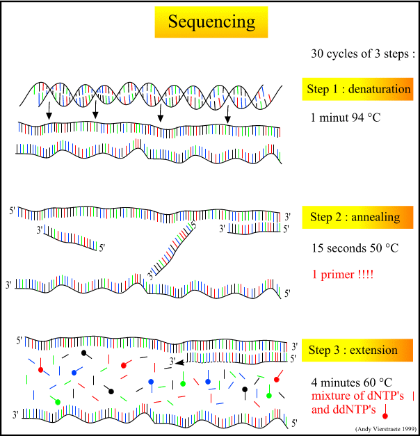 Sequencing steps