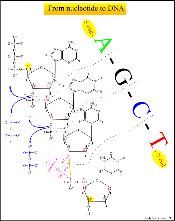 DNA