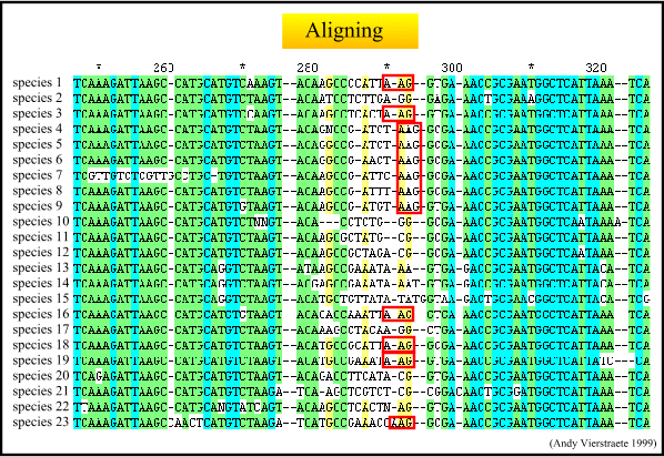 aligning of sequences