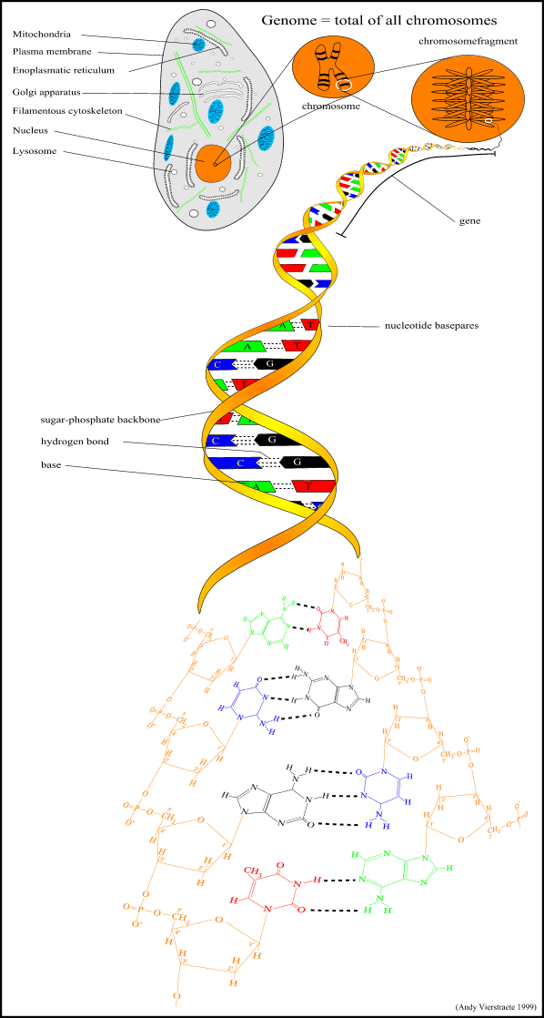 DNA in a cell