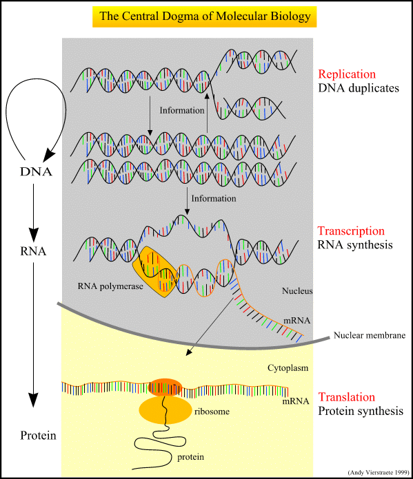 Central Dogma Of Molecular Biology