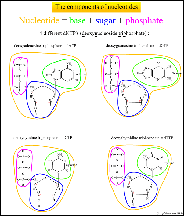 The nucleotides