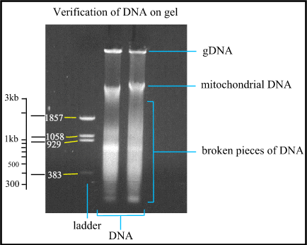 DNA on gel