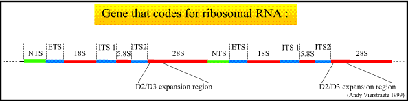 Ribosomal DNA