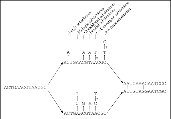 Possible mutations