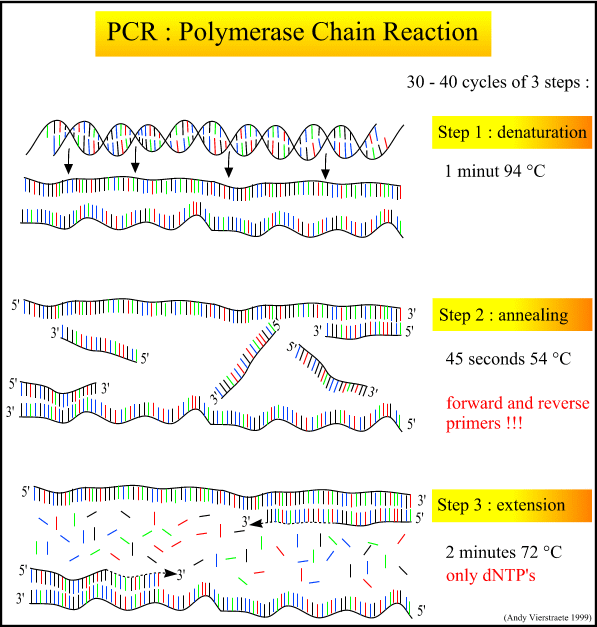Principle of the PCR