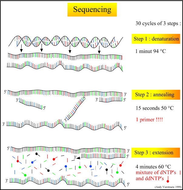 principle-of-sequencing