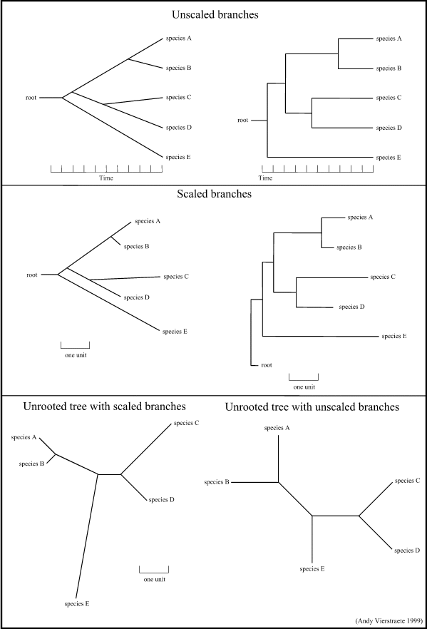 Drawing a tree