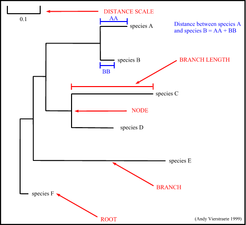 what does evolutionary trees mean