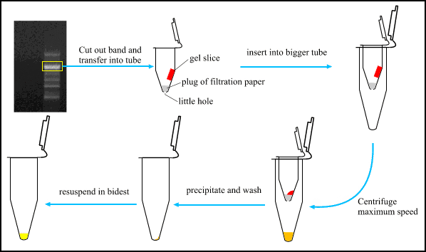 purifying PCR band