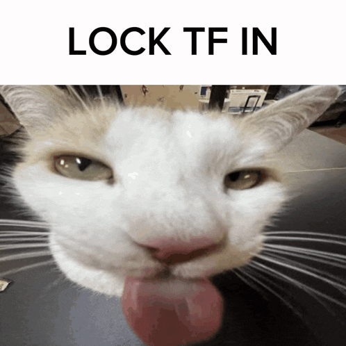 Silly Cat Gif